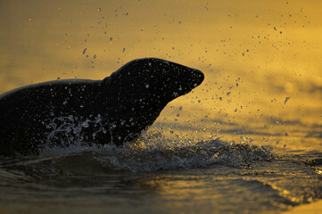 Grey Seal (Halichoerus grypus) at sunrise