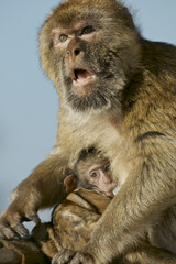 Barabry Ape (Macaca sylvana)