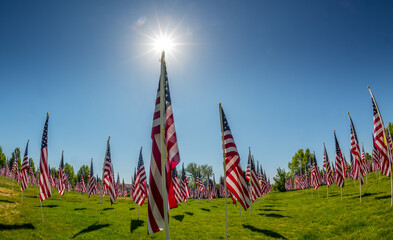 Memorial day flags on displace at a city park