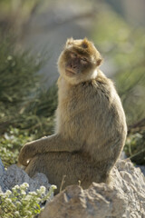 Barabry Ape (Macaca sylvana)