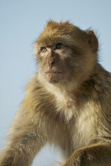 Barabry Ape (Macaca sylvana)