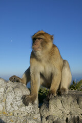 Barabry Ape (Macaca sylvana)