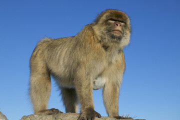 Barabry Ape (Macaca sylvana)