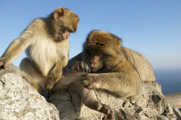 Barabry Ape (Macaca sylvana)