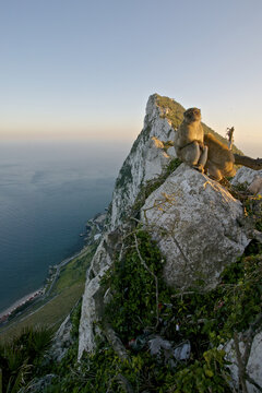Barabry Ape (Macaca sylvana) at the top of the Rock, Gibraltar.