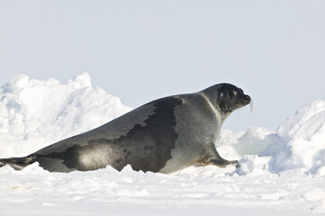 Harp seal (Phoca groenlandica) - 157213314