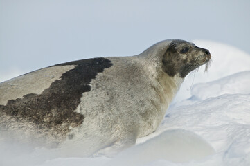 Harp seal (Phoca groenlandica) - 157213328