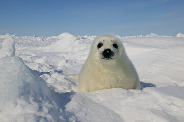 Harp seal (Phoca groenlandica) - 157213348