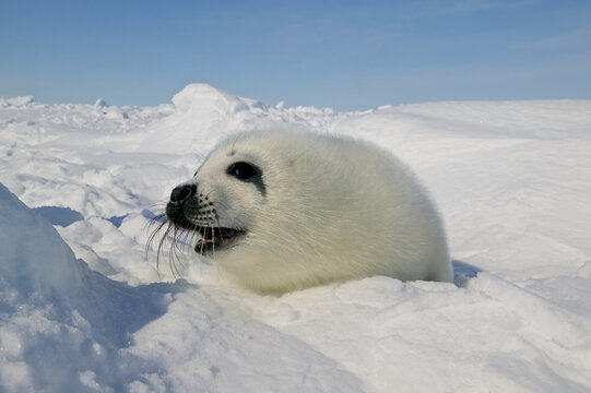 Harp seal (Phoca groenlandica) pup on the iceshelf, Gulf of St Lawrence, Canada