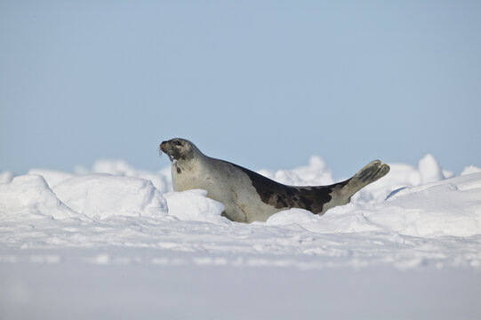 Harp seal (Phoca groenlandica)