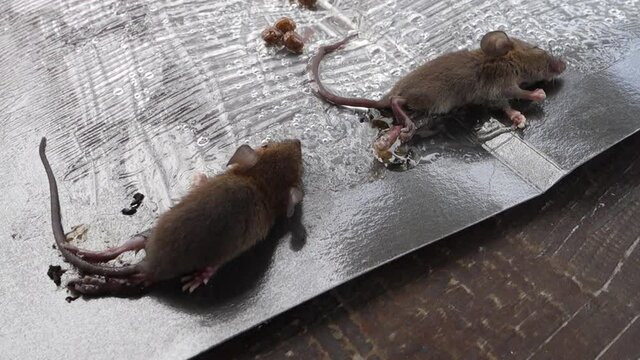 Dead Rats on stick glue mousetrap