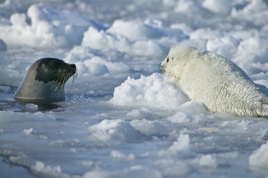 HArp seal (Phoca groenlandica) mother and pup on the ice, Gulf of Saint Lawrence, Canada.