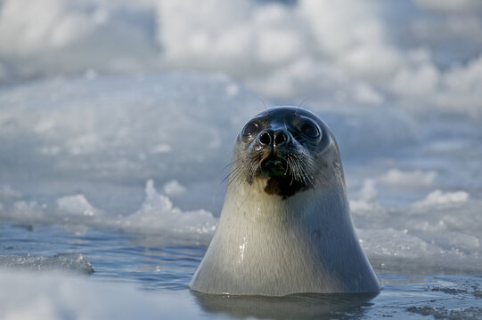 Harp seal (Phoca groenlandica) female surfacing through a blowhole, Gulf of Saint Lawrence, Canada.