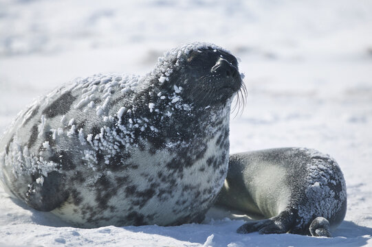 Hooded seal (Cystophora cristata) nursing pup