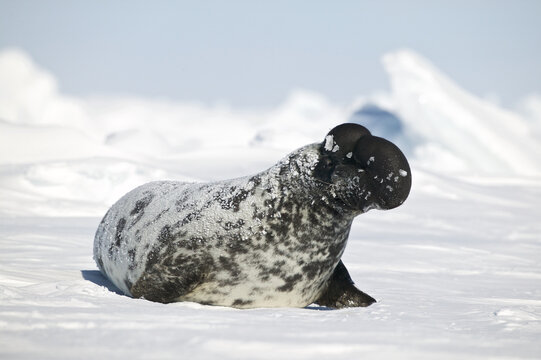 Hooded seal (Cystophora cristata) male inflating nasal sac