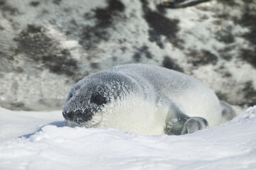 Hooded seal (Cystophora cristata) pup on iceshelf