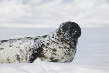 Hooded Seal (Cystophora cristata) male on the iceshelf