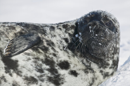 Hooded seal (Cystophora cristata)