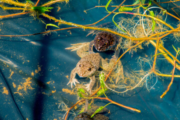 green frog Pelophylax esculentus in a Pond closeup