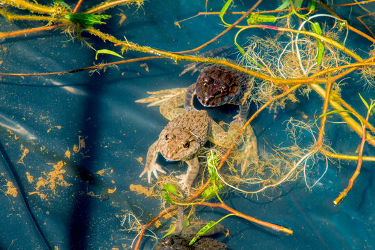 green frog Pelophylax esculentus in a Pond closeup