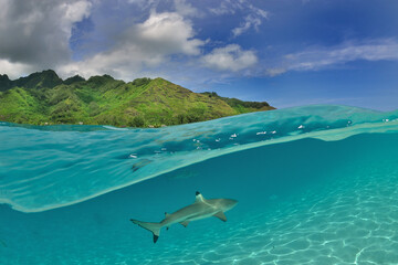 Moorea - Haapiti (Polynésie Française)  : requin pointe noire nageant dans le lagon. - obrazy, fototapety, plakaty