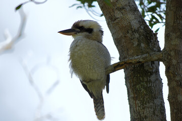 Kondalilla National Park - Australie : Kookaburra ou Martin-chasseur géant dans le parc national de Kondalilla