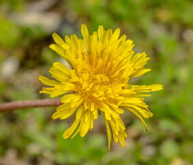Dandelion