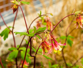 Eastern Columbine Flower