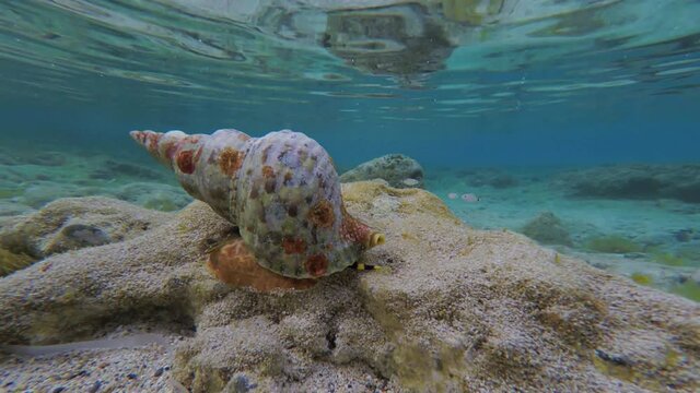 Time Lapse Of A Triton Snail Moving On Rocks Underwater And Disappearing