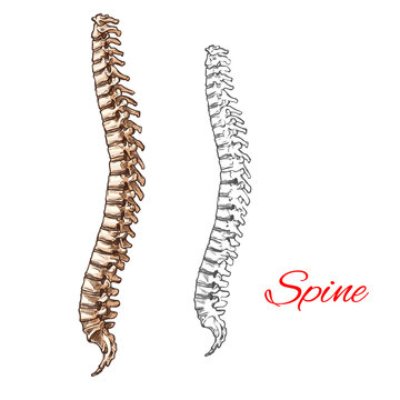 Vector sketch icon of human spine bones or joints