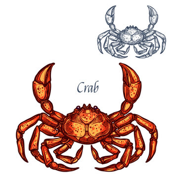 Crab lobster seafood vector isolated sketch icon