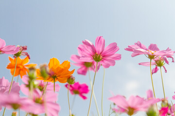 Cosmos beauty flowers