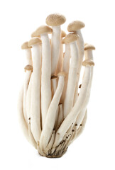 Brown beech mushrooms, Shimeji mushroom, Edible mushroom isolated on white background