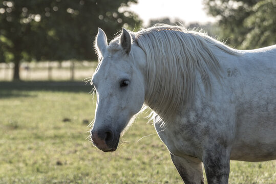 caballo blanco