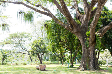 Old Big Tree