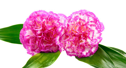  beautiful pink carnations on a white background
