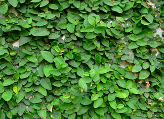 Green creeper on cement wall