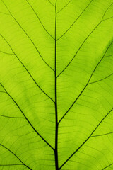 Tectona grandis leaves with beautiful natural pattern