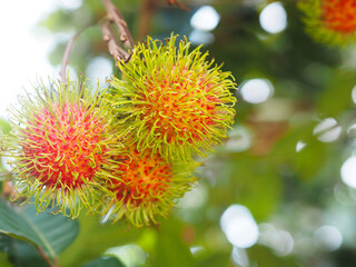 bunch of rambutan on tree