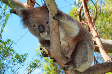 Koala Bear in the wild in the eucalyptus trees on Cape Otway in Victoria Australia AUS