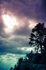 Silhouette of tree with dark sky and cloudy on serenity nature background.