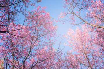 sakura thai flower in the nature with blue sky for background