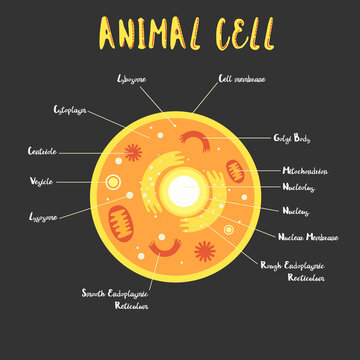 Inside the animal cell