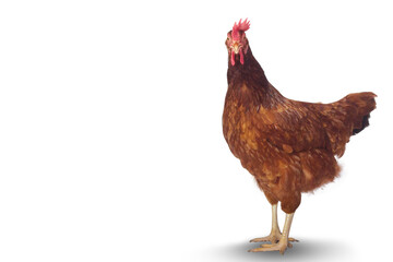 Isolated brown hen with egg in the studio