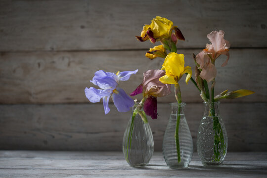 Iris flowers in vases