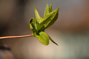 branch of jasmine with young budding leaves in the spring closeup
