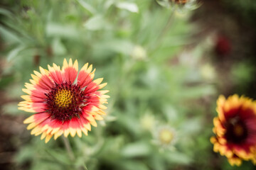 Fire Flower