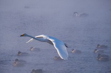 Swans fly in mist on altai lake Svetloe