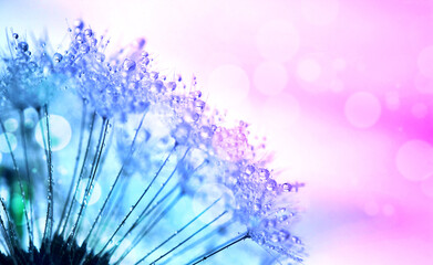 Abstract background with dandelion blowing in dew drops © Oksana Churakova
