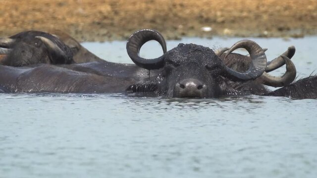 Asian Water Buffalo Wallowing in Sri Lankan Lake